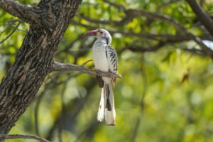 Northern Red-billed Hornbill