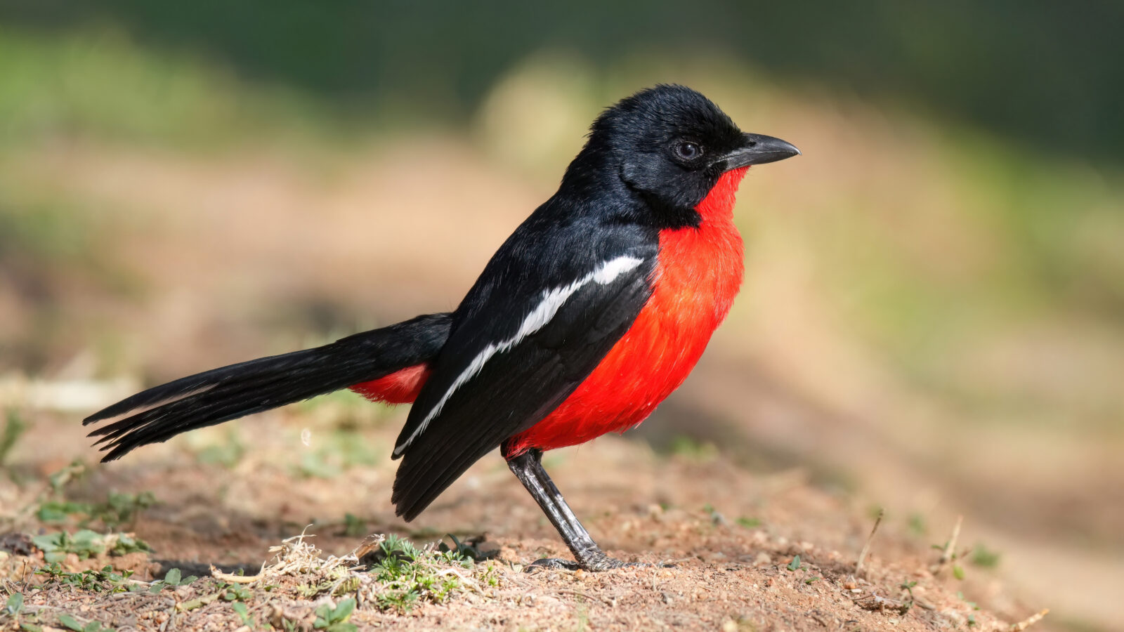 Crimson-breasted Shrike