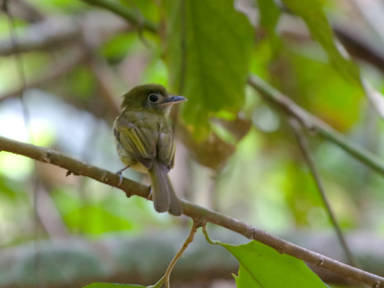 Eye-ringed Flatbill