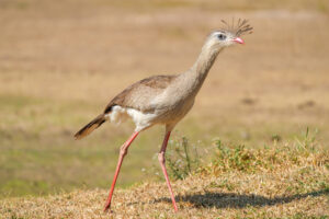 Red-legged Seriema