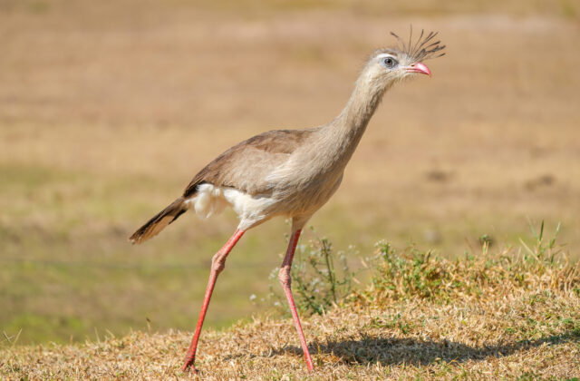 Red-legged Seriema