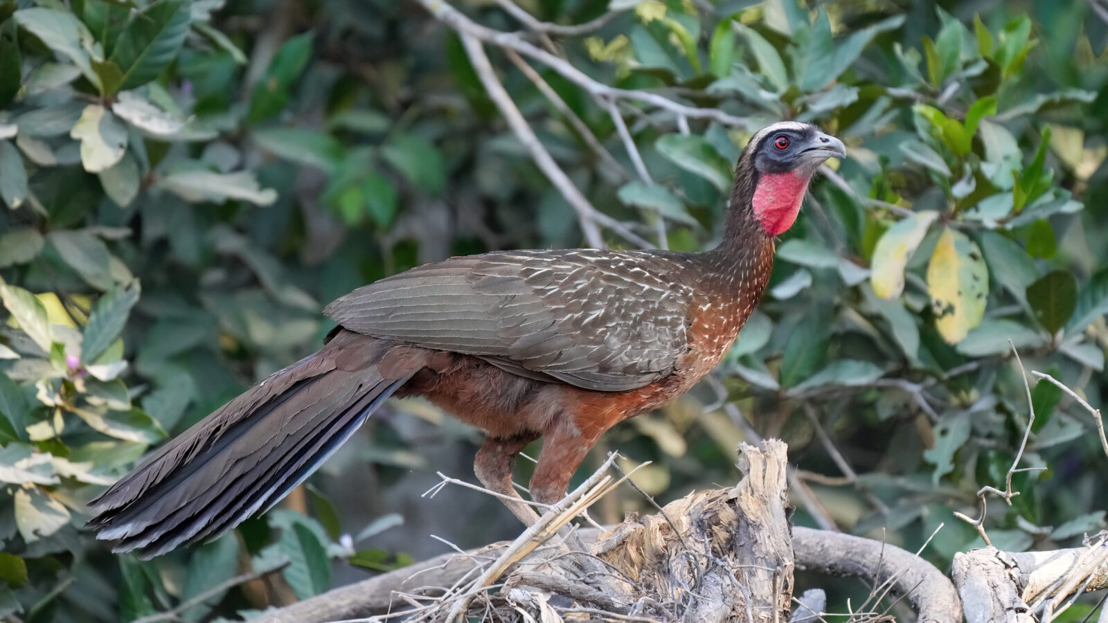 Chestnut-bellied Guan