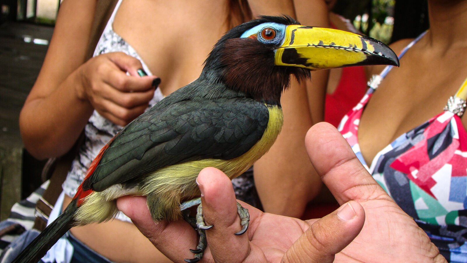 Lettered Aracari