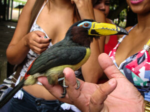 Lettered Aracari