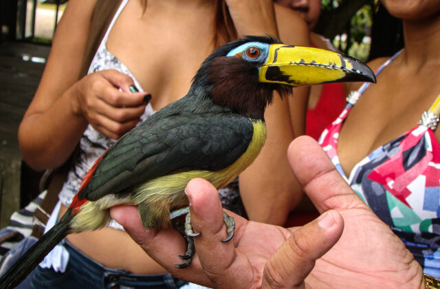 Lettered Aracari