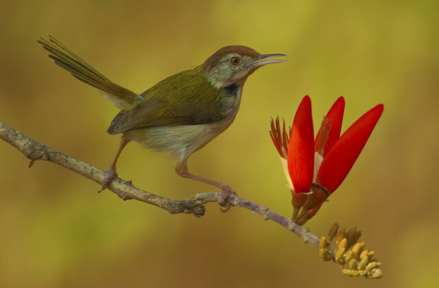 Common Tailorbird