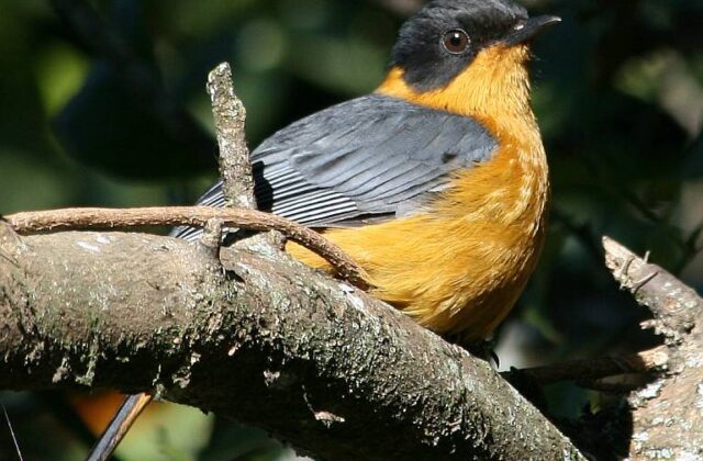 Chorister Robin-Chat