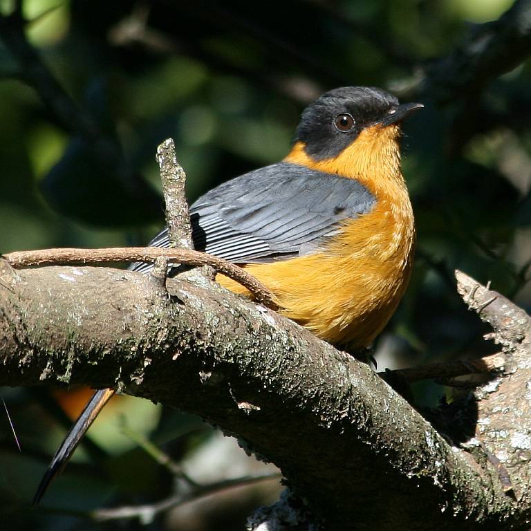 Chorister Robin-Chat