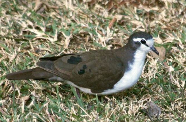 Tambourine Dove