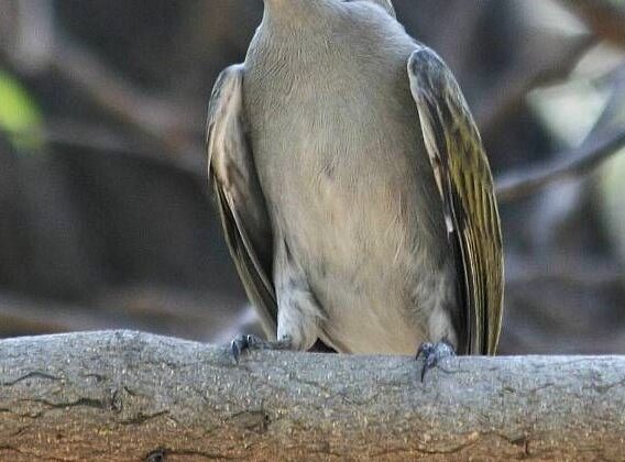 Lesser Honeyguide