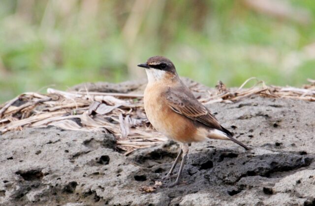 Rusty-breasted Wheatear