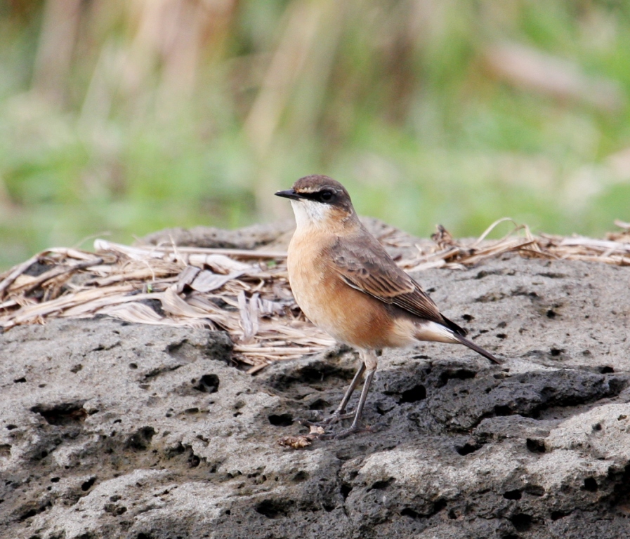 Rusty-breasted Wheatear