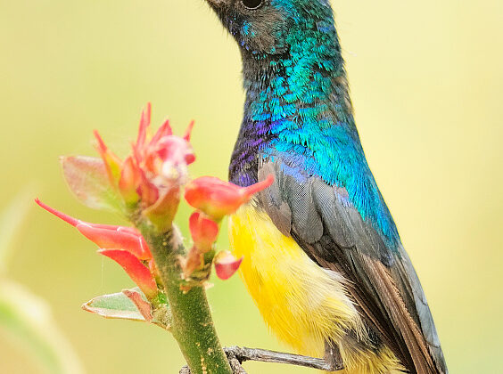 Variable Sunbird