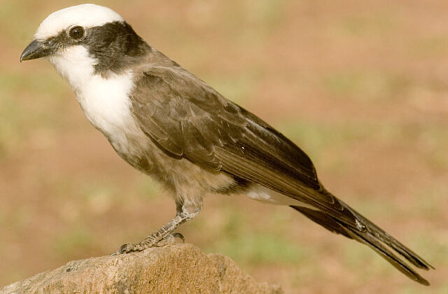 Southern White-crowned Shrike