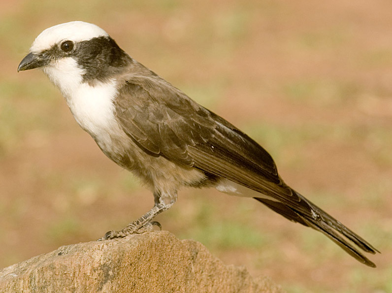 Southern White-crowned Shrike