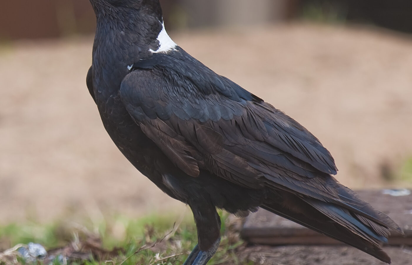 White-necked Raven