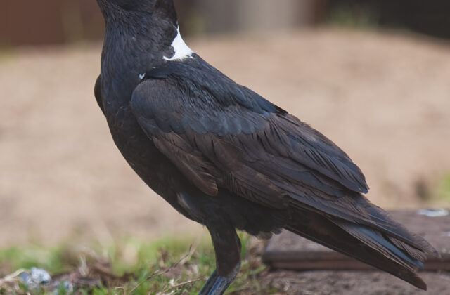 White-necked Raven