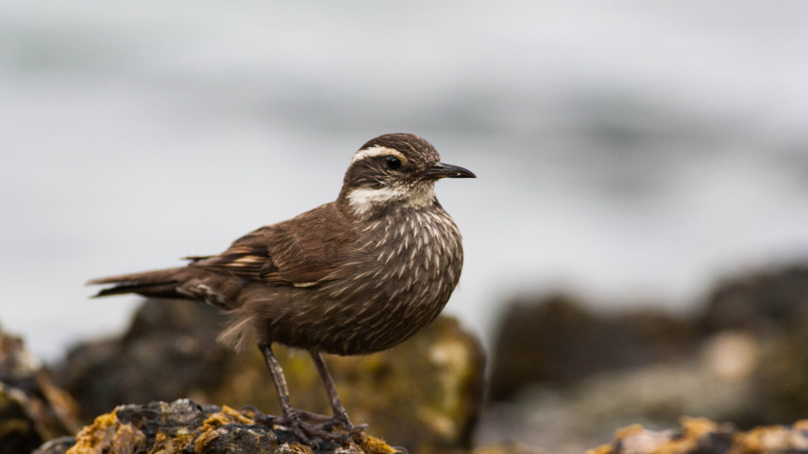 Dark-bellied Cinclodes