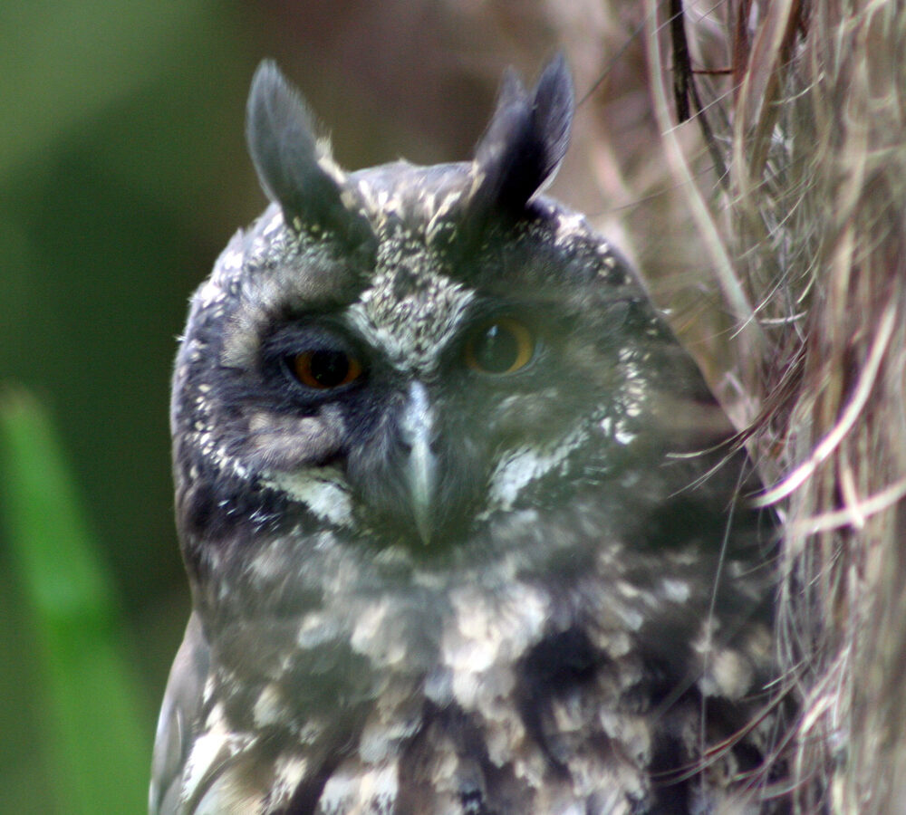 Stygian Owl