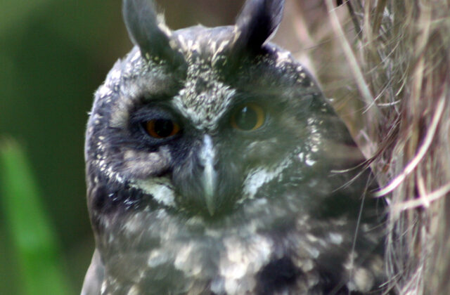 Stygian Owl