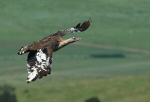 Denham’s Bustard