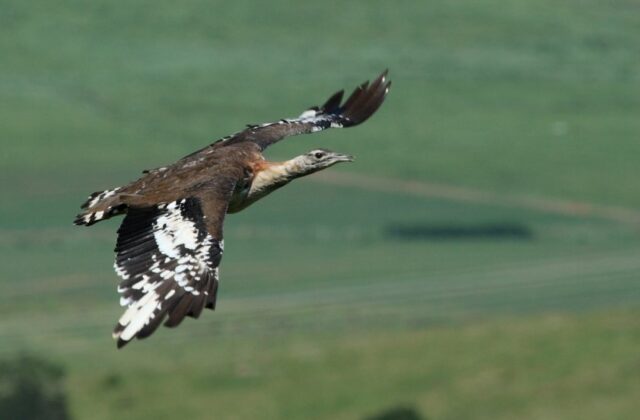 Denham’s Bustard