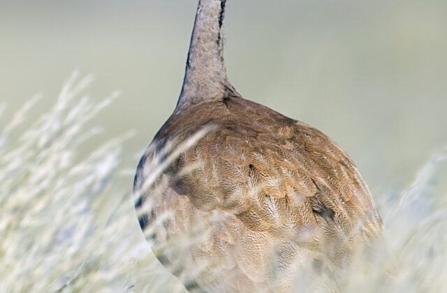 Rüppell’s Korhaan