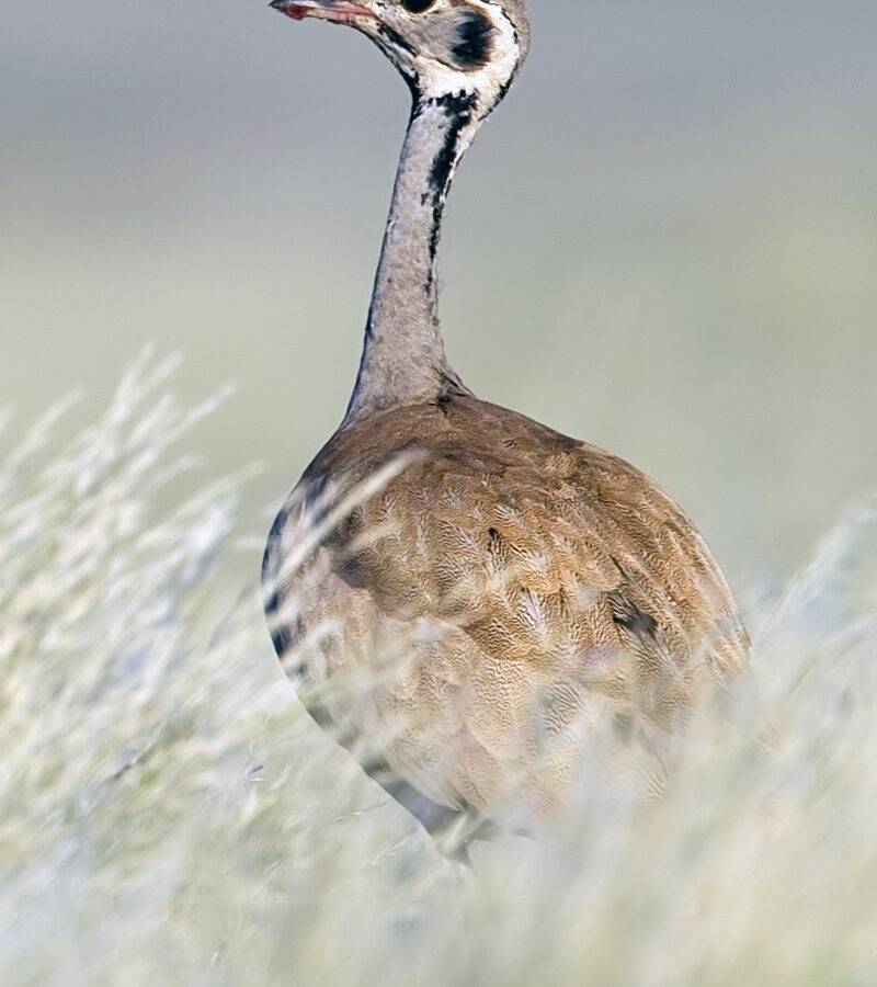 Rüppell’s Korhaan