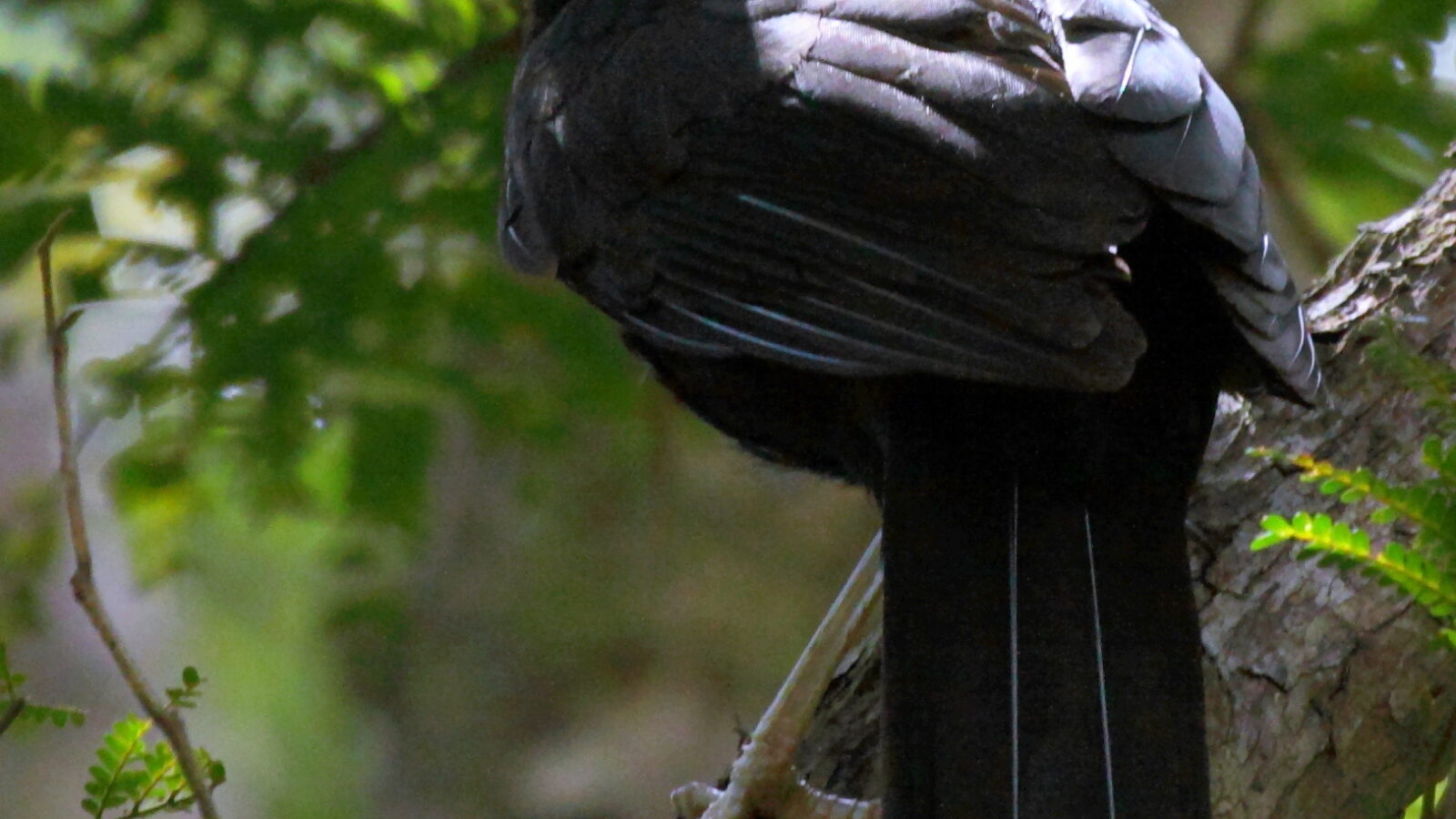 Crow Honeyeater