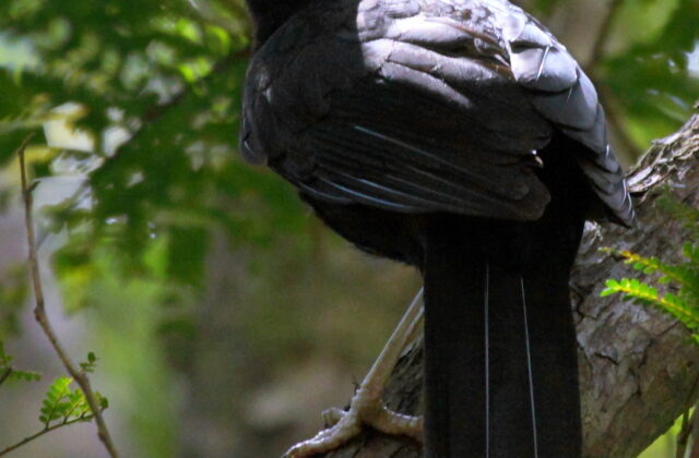 Crow Honeyeater