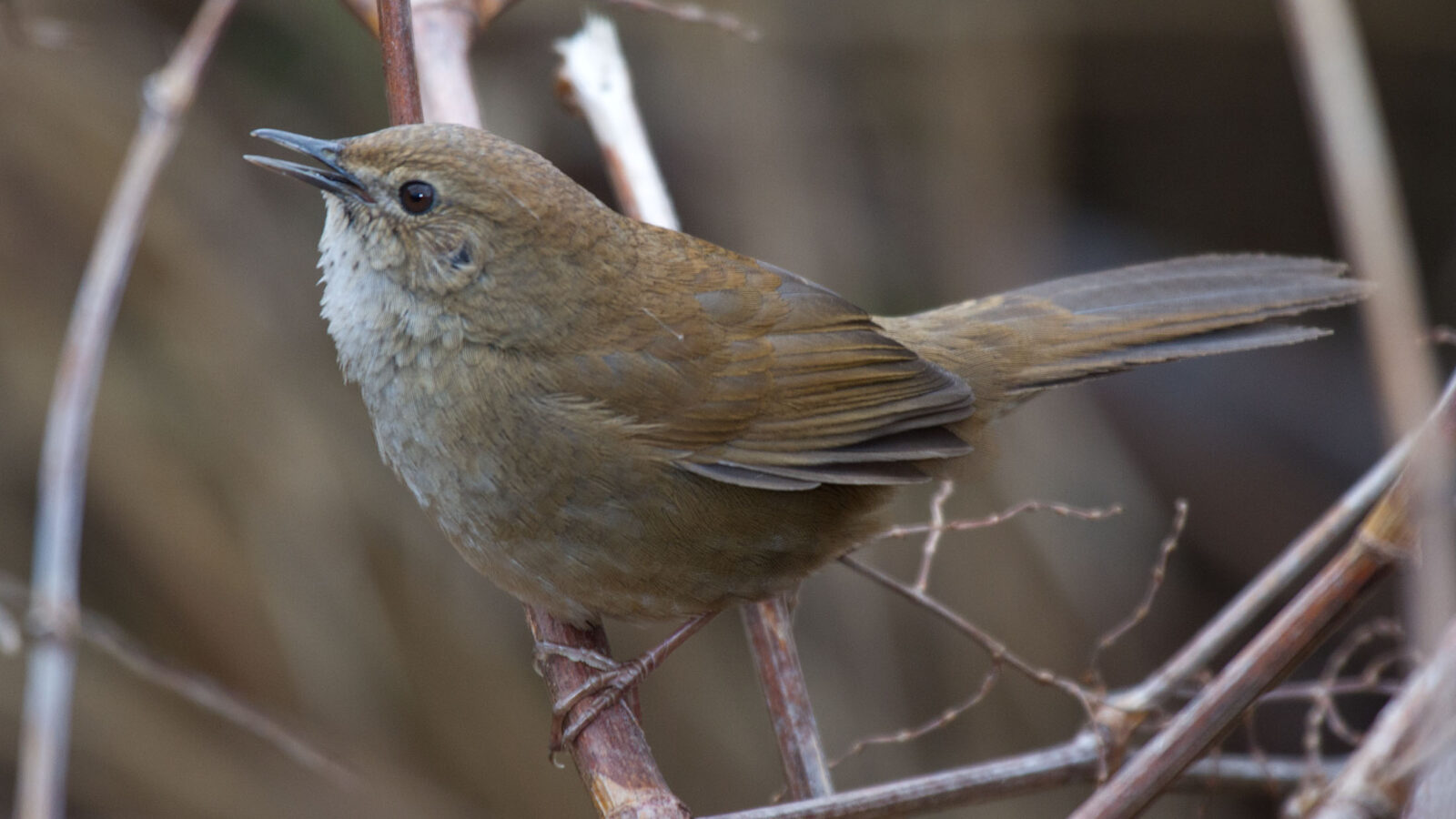 Taiwan Bush Warbler