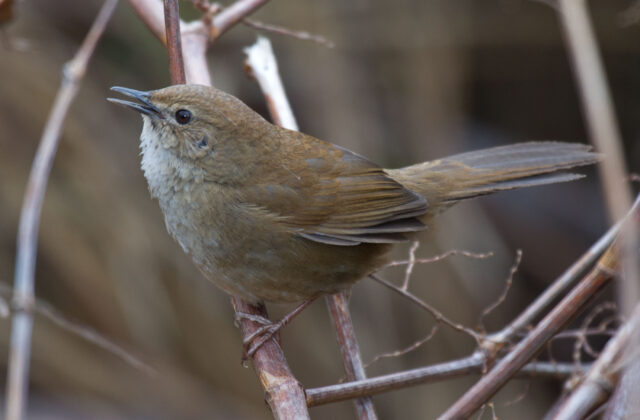 Taiwan Bush Warbler