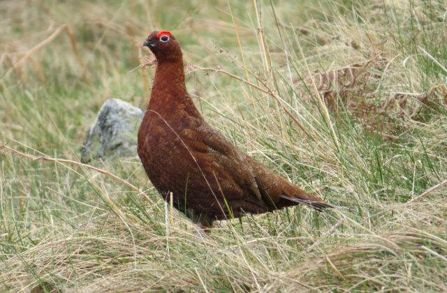 Red Grouse
