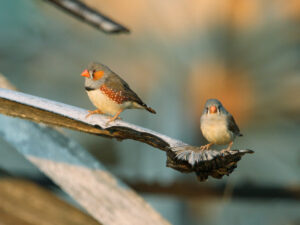 Sunda Zebra Finch