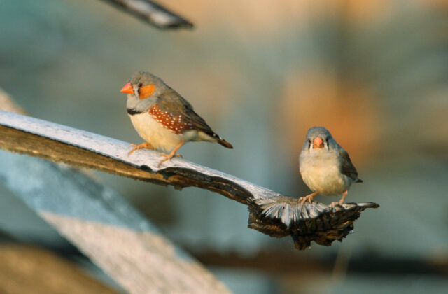Sunda Zebra Finch