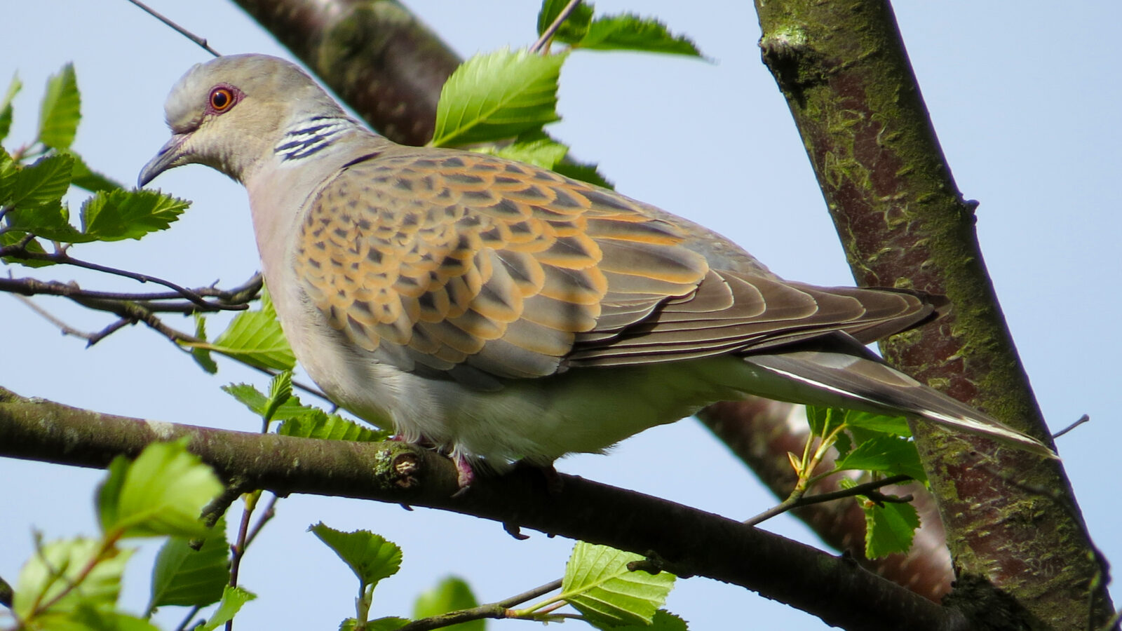 European Turtle Dove