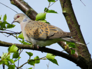 European Turtle Dove