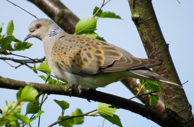 European Turtle Dove