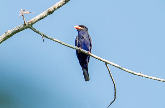 Azure Dollarbird