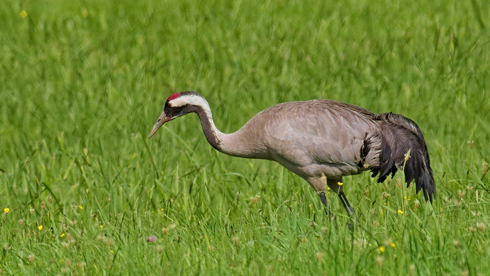 Common Crane