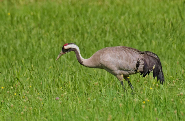 Common Crane