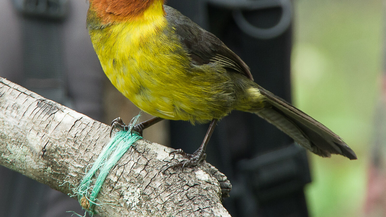 Tepui Brushfinch