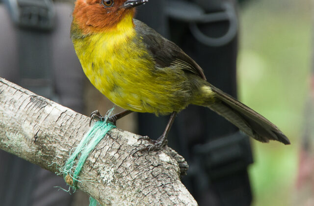 Tepui Brushfinch