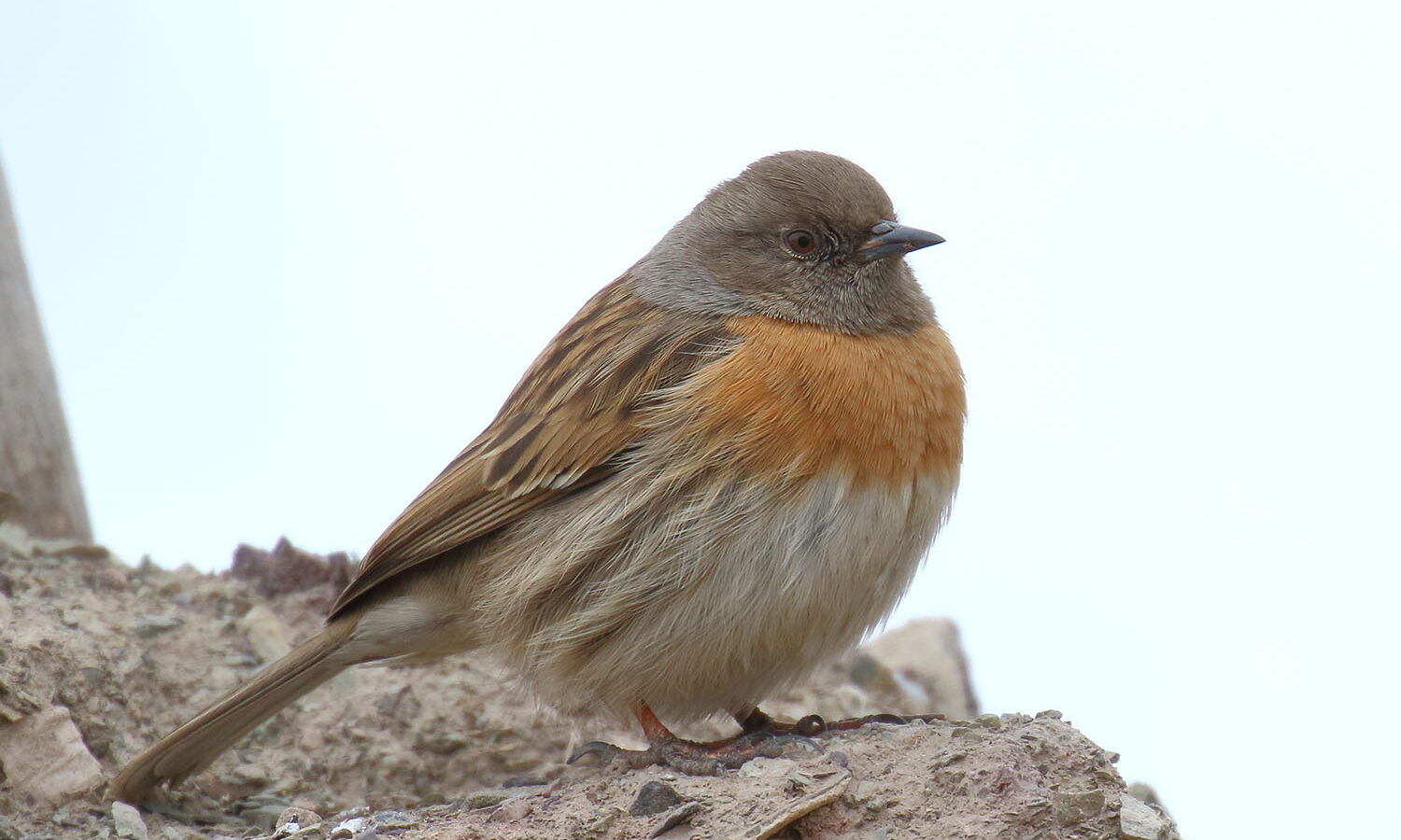 Robin Accentor
