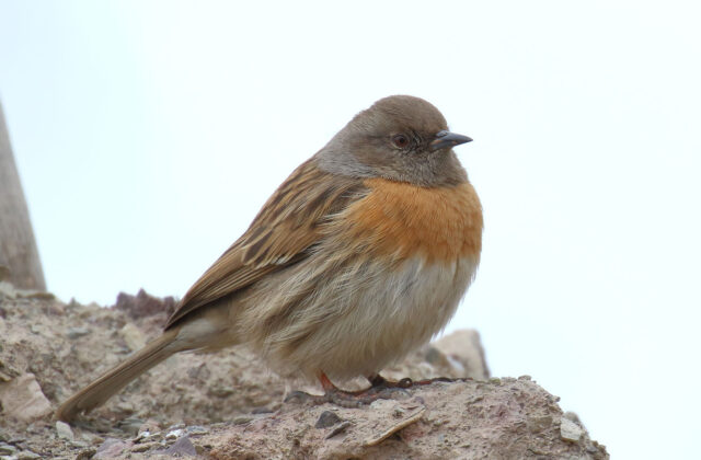 Robin Accentor