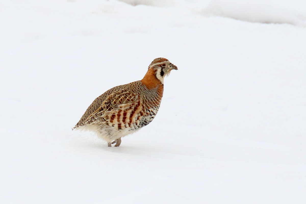 Tibetan Partridge