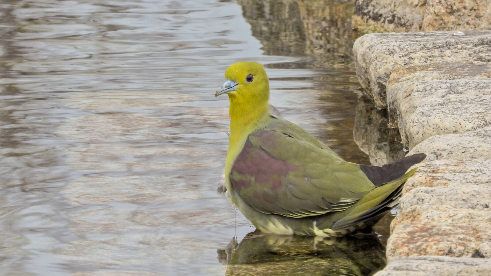White-bellied Green Pigeon