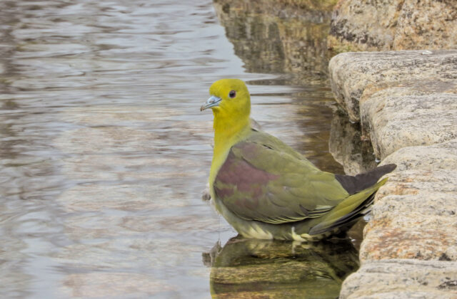 White-bellied Green Pigeon