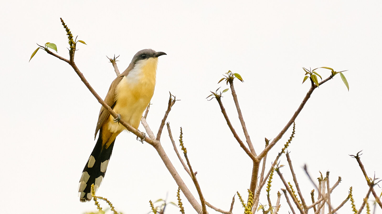 Dark-billed Cuckoo