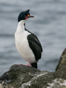 Chatham Islands Shag